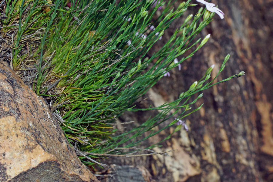 Petrorhagia saxifraga / Garofanina spaccasassi